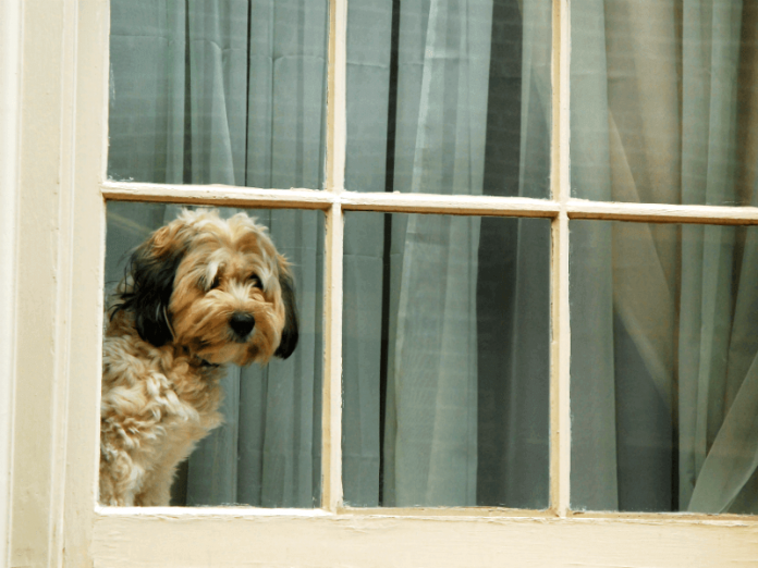 separation anxiety in dogs